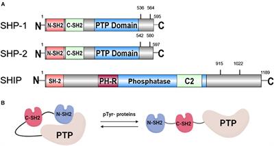 Strategy for Leukemia Treatment Targeting SHP-1,2 and SHIP